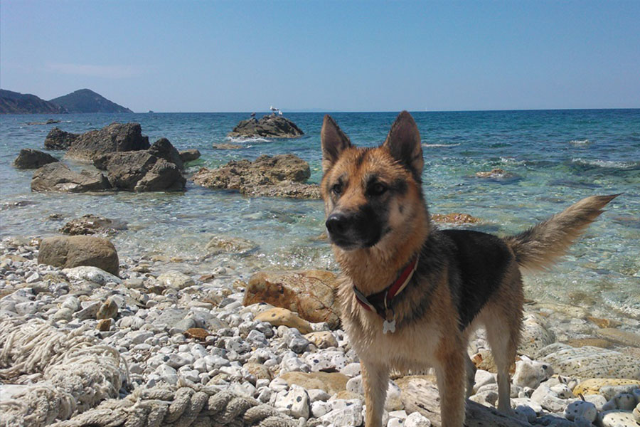 Spiagge Per Cani In Toscana Marina Di Grosseto Albergo Ariston