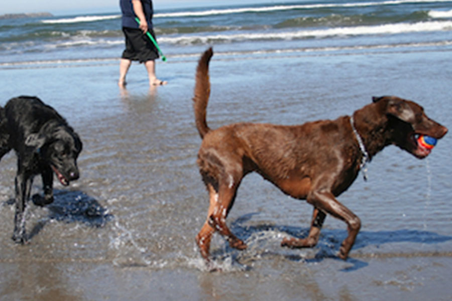 Spiagge Per Cani In Toscana Marina Di Grosseto Albergo Ariston