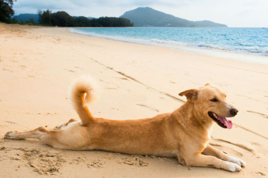 Spiagge Per Cani In Toscana Marina Di Grosseto Albergo Ariston