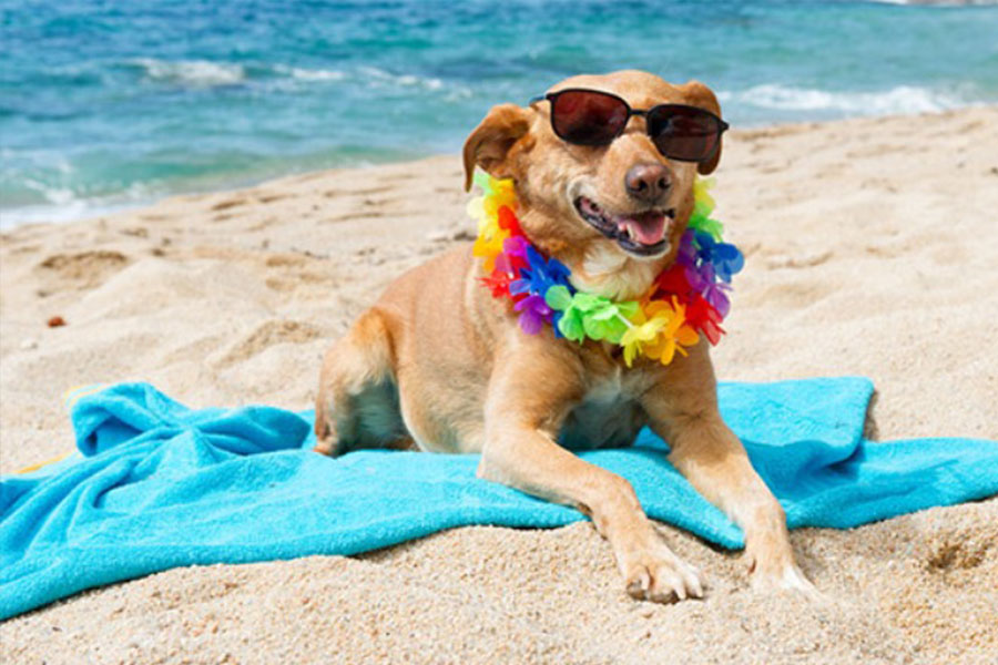 Spiagge Per Cani In Toscana Marina Di Grosseto Albergo Ariston