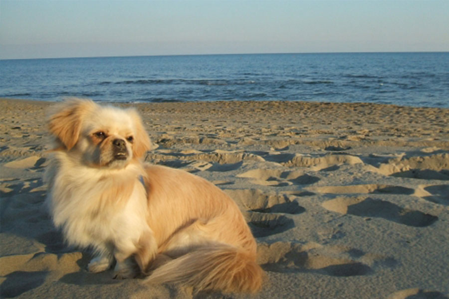 Spiagge Per Cani In Toscana Marina Di Grosseto Albergo Ariston