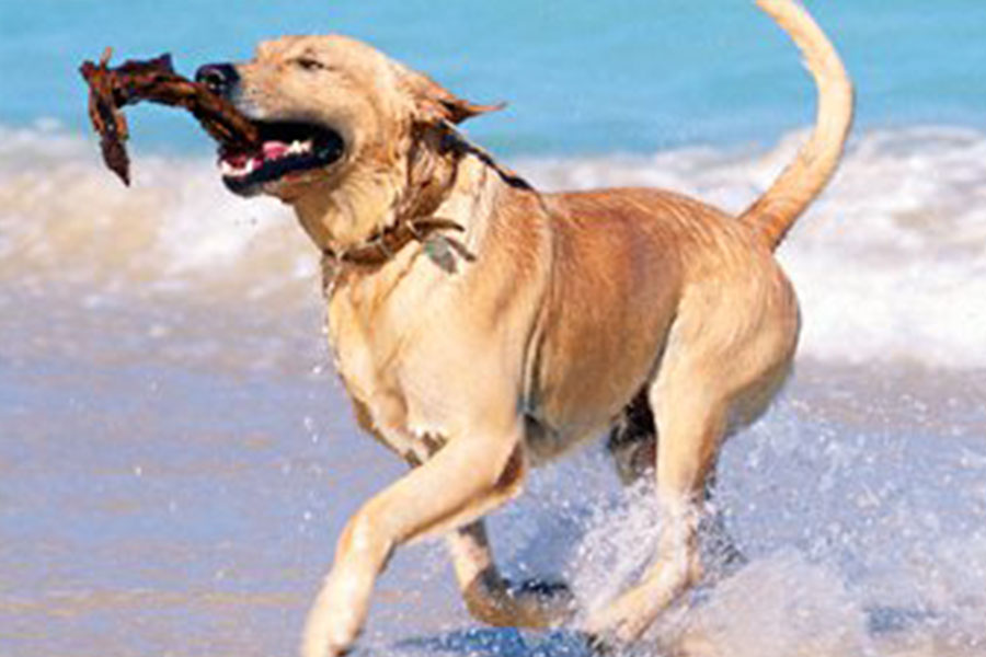 Spiagge Per Cani In Toscana Marina Di Grosseto Albergo Ariston