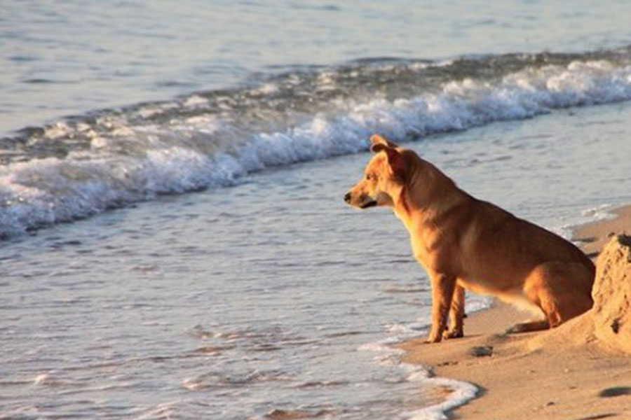 Spiagge Per Cani In Toscana Marina Di Grosseto Albergo Ariston